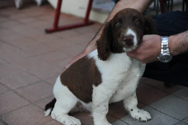 Brown White Colored Springer Spaniel Puppy Dog High Quality Photo — Stock Photo, Image