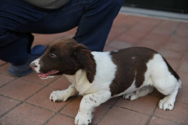 Brown White Colored Springer Spaniel Puppy Dog High Quality Photo — Stock Photo, Image