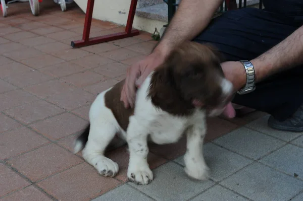 褐色和白色的斯普林格猎犬小狗 高质量的照片 — 图库照片