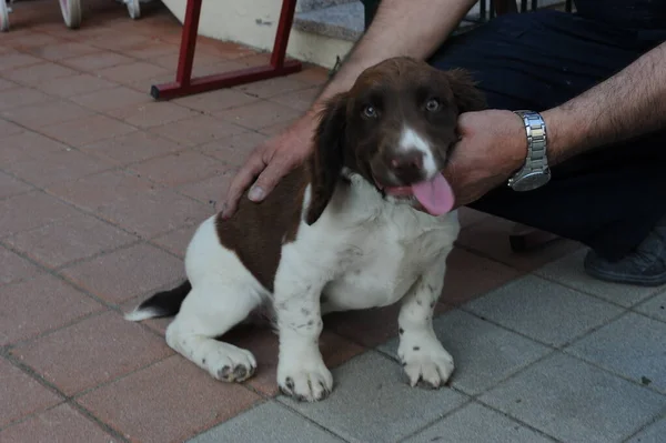 Marrom Branco Colorido Springer Spaniel Cachorro Cão Foto Alta Qualidade — Fotografia de Stock