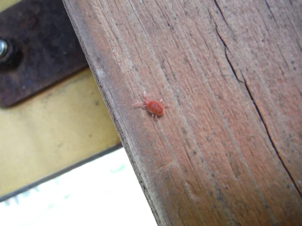 Tahta panelde kırmızı böcek var. Yüksek kalite fotoğraf