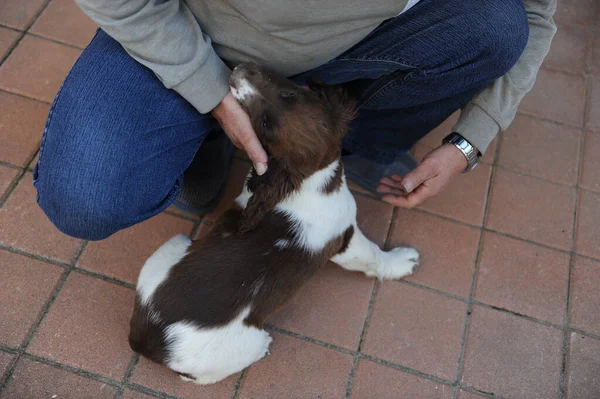 褐色和白色的斯普林格猎犬小狗 高质量的照片 — 图库照片