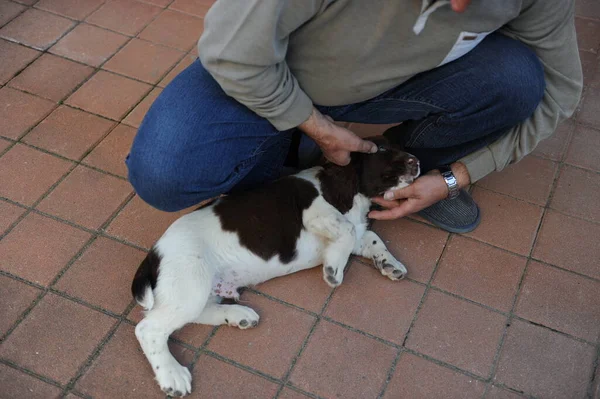 Cane Cucciolo Springer Spaniel Colore Marrone Bianco Foto Alta Qualità — Foto Stock