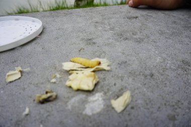 Balık tutmak için yem olarak kullanılan bal solucanı. Yüksek kalite fotoğraf