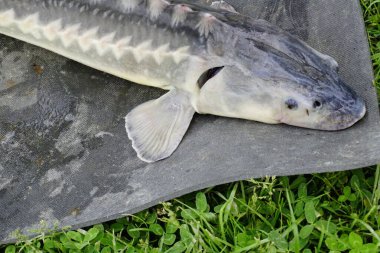 Sazan gölü mersin balığı. Yüksek kalite fotoğraf