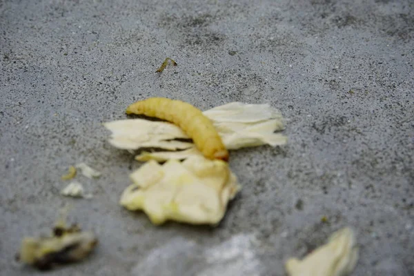 Balık tutmak için yem olarak kullanılan bal solucanı. Yüksek kalite fotoğraf