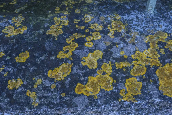 Mousses Lichens Nés Sur Mur Pierre Photo Haute Qualité — Photo