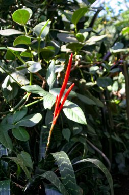 Bir Bromelia Vriesea Splendens kırmızı çiçeğinin yakınında. Yüksek kalite fotoğraf