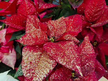 Parlak altın ve kırmızı noktalı yıldız çiçeklerine yakın çekim yapın. Yüksek kalite fotoğraf