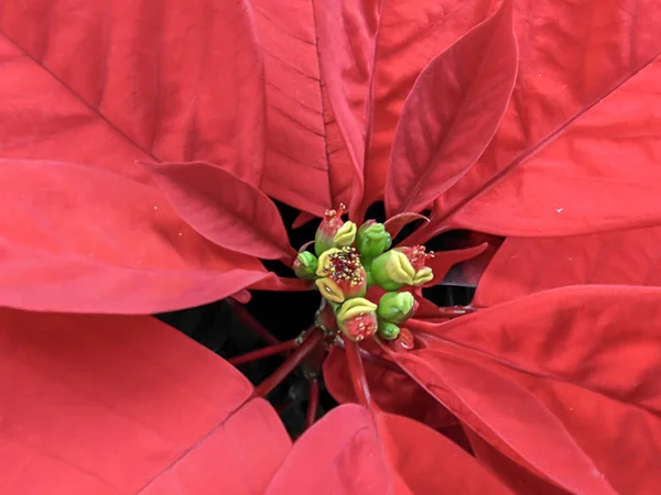 Kırmızı Noktalı Bir Euphorbia Pulcherrima Çiçeğinin Yakınında Yüksek Kalite Fotoğraf — Stok fotoğraf