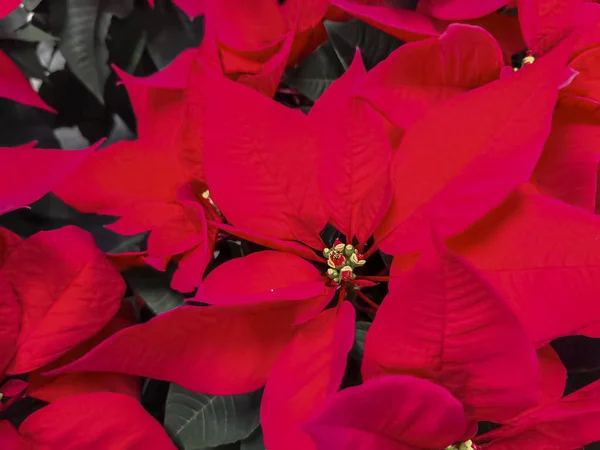 赤いポインセチア ユーフォルビア プルカリマの花を閉じます 高品質の写真 — ストック写真