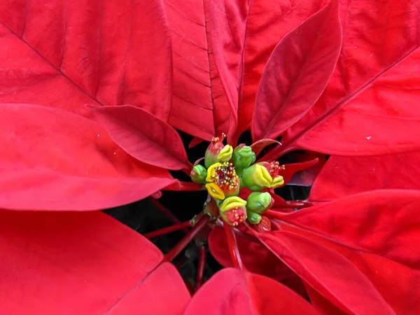 Közelről Egy Piros Poinsettia Euphorbia Pulcherrima Virág Kiváló Minőségű Fénykép — Stock Fotó