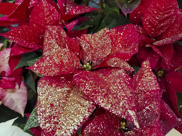 Közelről Csillogó Arany Piros Poinsettia Euphorbia Pulcherrima Virágok Kiváló Minőségű — Stock Fotó