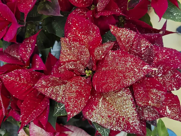 Közelről Csillogó Arany Piros Poinsettia Euphorbia Pulcherrima Virágok Kiváló Minőségű — Stock Fotó