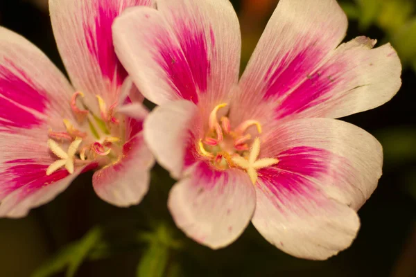 Close Godetia Amoena Godetia Grandiflora Pink White Variegated Flowers High — Stock Photo, Image