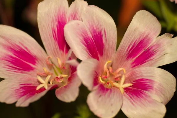 Close Godetia Amoena Godetia Grandiflora Pink White Variegated Flowers High — Stock Photo, Image