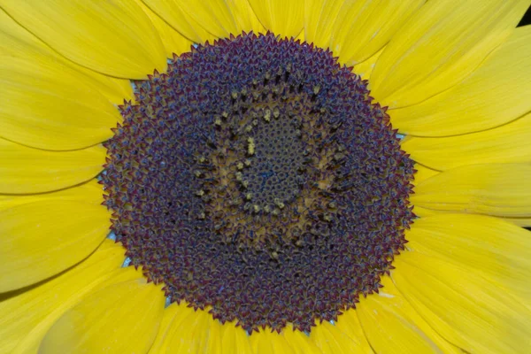 Впритул Яскрава Квітка Соняшнику Геліантус Високоякісна Фотографія — стокове фото