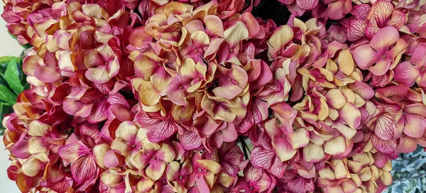 Közelről Gyönyörű Változatos Rózsaszín Krémes Sárga Hortenzia Virágok Kiváló Minőségű — Stock Fotó