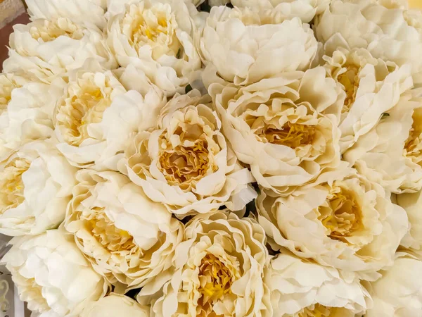 Gros Plan Belles Pivoines Blanches Crémeuses Fleurs Photo Haute Qualité — Photo