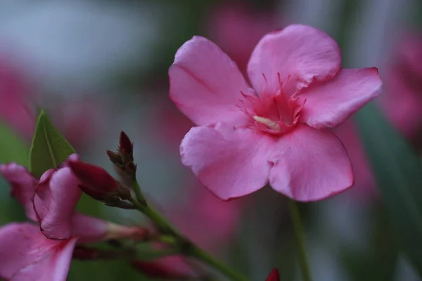 Primer Plano Vibrantes Flores Adelfa Rosa Nerium Foto Alta Calidad —  Fotos de Stock