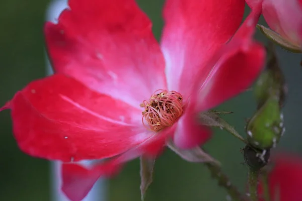 Canlı Pembe Bir Nerium Zakkum Çiçeğinin Yakınına Yüksek Kalite Fotoğraf — Stok fotoğraf