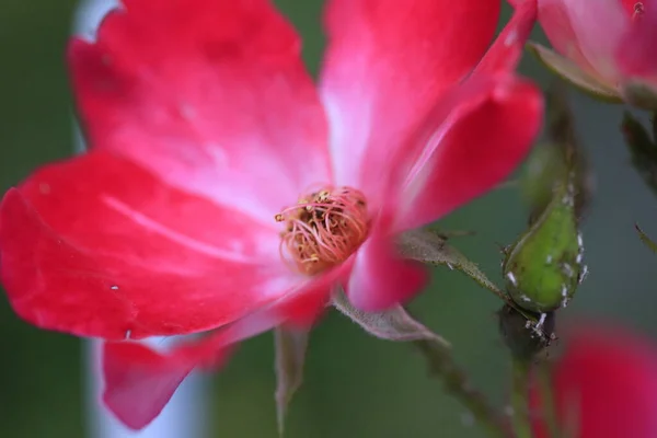 Canlı Pembe Bir Nerium Zakkum Çiçeğinin Yakınına Yüksek Kalite Fotoğraf — Stok fotoğraf