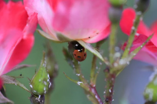 Dekat Dengan Kumbang Kecil Dan Serangga Putih Kecil Pada Bunga — Stok Foto