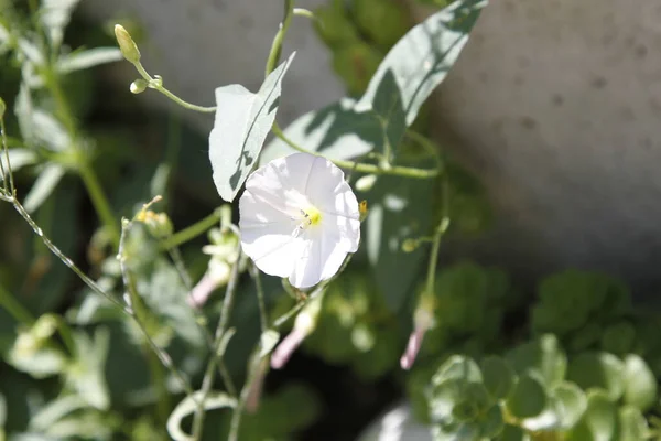 关闭了一株金银花仙人掌白花 高质量的照片 — 图库照片