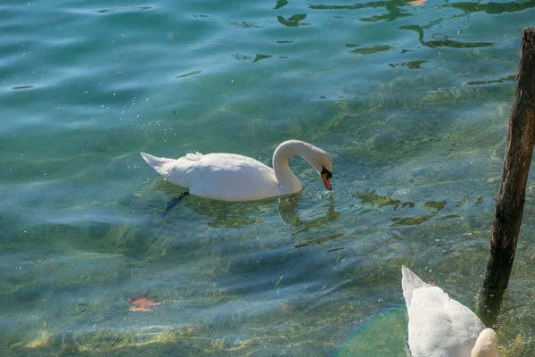 Svanen Gardasjön Sirmione Solig Dag Högkvalitativt Foto — Stockfoto