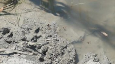 Çamur ve kil ile dere yatağındaki eşekarıları ağır çekimde uçar.