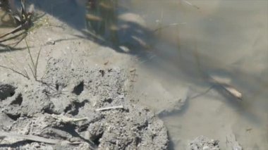 Çamur ve kil ile dere yatağındaki eşekarıları ağır çekimde uçar.