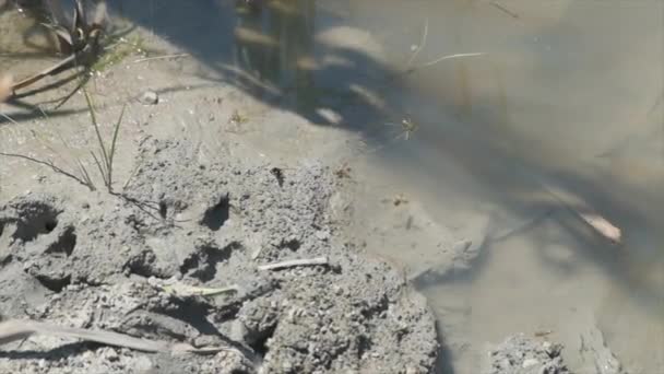 Guêpes sur le lit du ruisseau avec de la boue et de l'argile voler au ralenti — Video