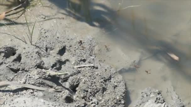 Osy na korycie strumienia z błotem i gliną mucha w zwolnionym tempie — Wideo stockowe