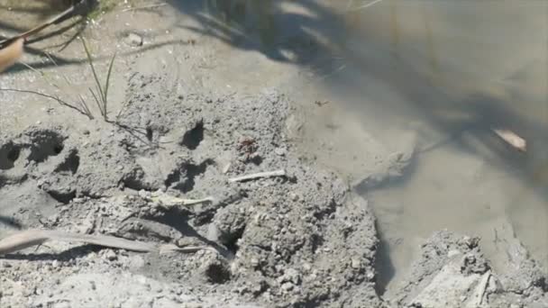 Vespe sul letto del torrente con fango e argilla volano al rallentatore — Video Stock