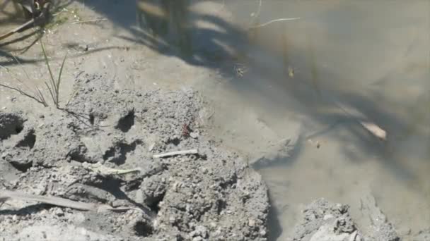 Avispas en el lecho del arroyo con barro y arcilla vuelan en cámara lenta — Vídeo de stock