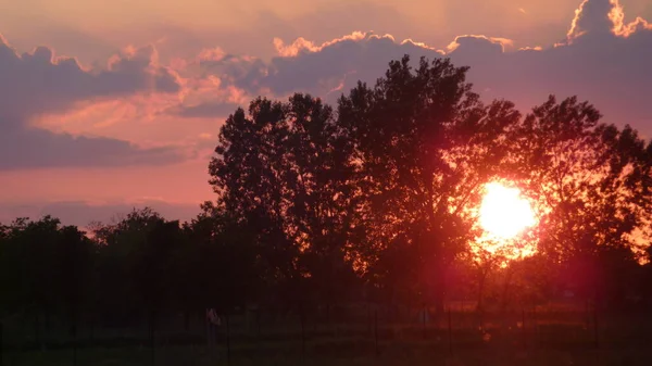 Czerwone Słońce Zachodzie Słońca Wśród Drzew Wysokiej Jakości Zdjęcie — Zdjęcie stockowe