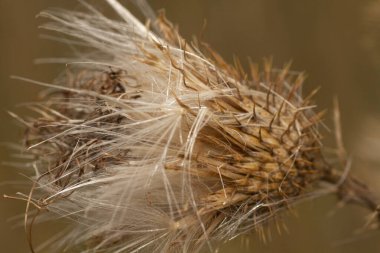 Kurumuş bir yabani mızrak devedikeni Cirsium Vulgare çiçeğinin yakın görüntüsü. Yüksek kalite fotoğraf