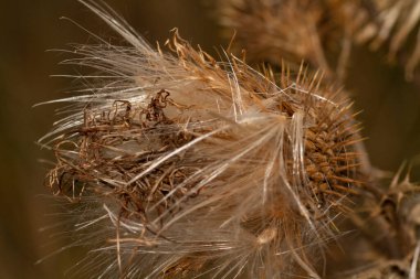 Kurumuş bir yabani mızrak devedikeni Cirsium Vulgare çiçeğinin yakın görüntüsü. Yüksek kalite fotoğraf