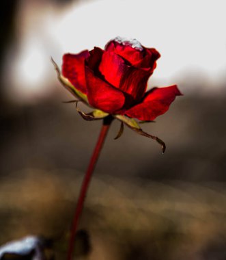  Bulanık bir arkaplanda güzel kırmızı bir gülün yakın görüntüsü. Yüksek kalite fotoğraf