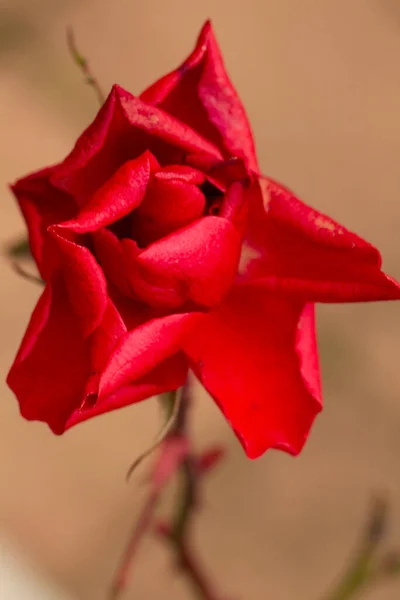 Nahaufnahme Einer Schönen Roten Rose Auf Verschwommenem Hintergrund Hochwertiges Foto — Stockfoto