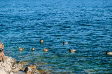 Sirmione 'deki Garda Gölü' nde yaban ördeği yüzer. Yüksek kalite fotoğraf