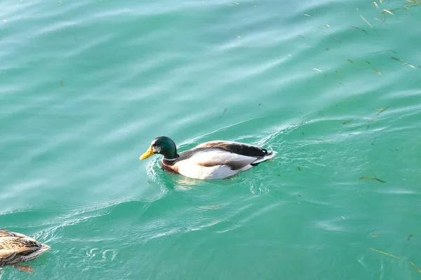 Mallard Pływa Jeziorze Garda Sirmione Wysokiej Jakości Zdjęcie — Zdjęcie stockowe