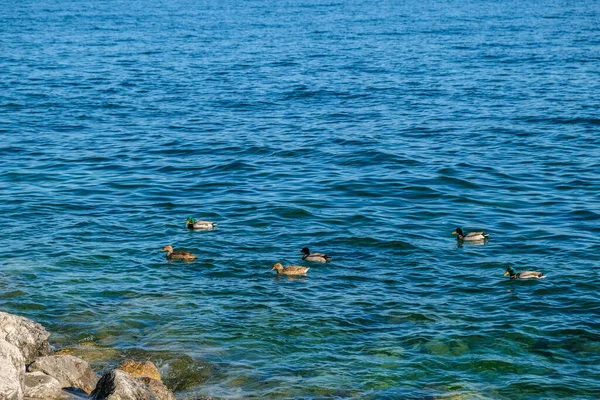 Mallard Swims Lake Garda Sirmione High Quality Photo — Stock Photo, Image