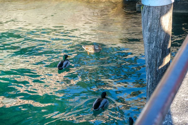 Mallard Pływa Jeziorze Garda Sirmione Wysokiej Jakości Zdjęcie — Zdjęcie stockowe
