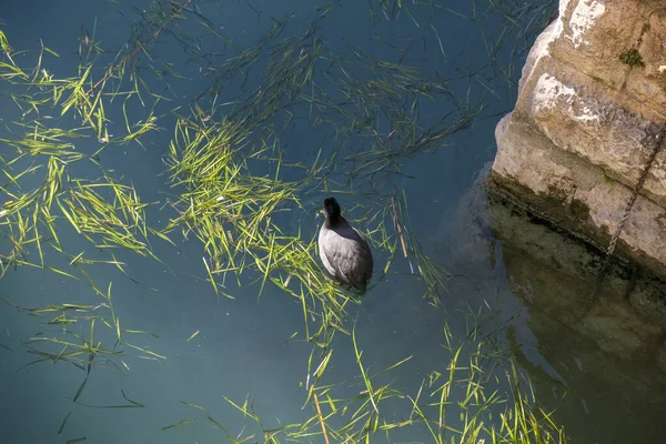 Gräsänder Simmar Gardasjön Sirmione Högkvalitativt Foto — Stockfoto