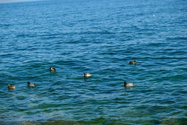 Mallard Κολυμπάει Στη Λίμνη Garda Στο Sirmione Υψηλής Ποιότητας Φωτογραφία — Φωτογραφία Αρχείου