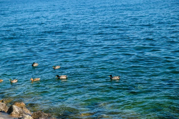 Mallard Pływa Jeziorze Garda Sirmione Wysokiej Jakości Zdjęcie — Zdjęcie stockowe