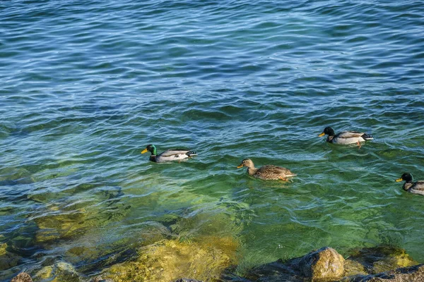 Mallard Pływa Jeziorze Garda Sirmione Wysokiej Jakości Zdjęcie — Zdjęcie stockowe