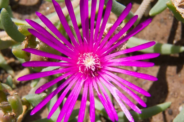 Close Zicht Een Ijsplant Delosperma Cooperi Roze Bloem Hoge Kwaliteit — Stockfoto