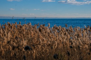 Garda Gölü 'nde sazlıklar ve papirüs. Yüksek kalite fotoğraf